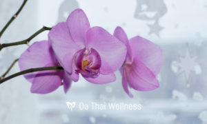 Thai wellness Massage